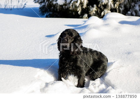 Dog in snow. Energetic dog with shining coat and visible breath in wintery outdoor scenery 138877850