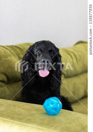Dog with ball. Portrait of happy black cocker spaniel seated on comfortable sofa with toy 138877856