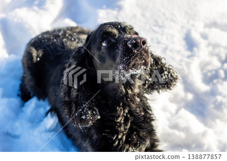 Winter dog staring peacefully. Closeup of serene dog amidst snow with gentle expression 138877857