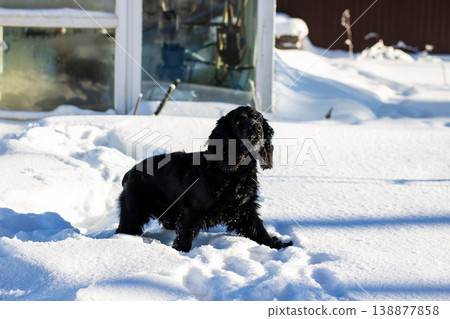 Spaniel investigates icy garden surroundings. Alert black dog gazes through glass in winter scene Spaniel investigates icy garden surroundings. Alert black dog gazes through glass in winter scene 138877858