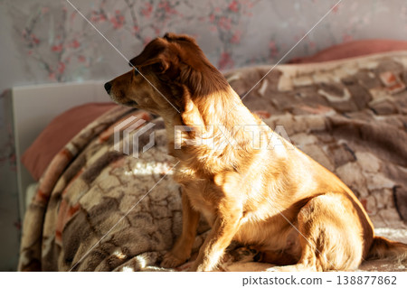 Brown dog in calm sunlight. Contemplative brown dog basking in gentle morning light indoors Brown dog in calm sunlight. Contemplative brown dog basking in gentle morning light indoors 138877862
