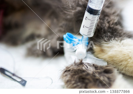 Calm veterinary scene. Serene veterinary setting with soft fur and monitoring equipment Calm veterinary scene. Serene veterinary setting with soft fur and monitoring equipment 138877866