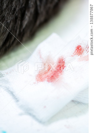 Pet injury treatment. Rapid response to pet wounds with bleeding and signs of recent trauma 138877867
