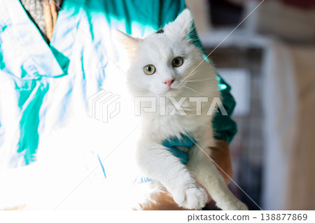 Tranquil scene showing veterinarian caring for relaxed cat during wellness check 138877869