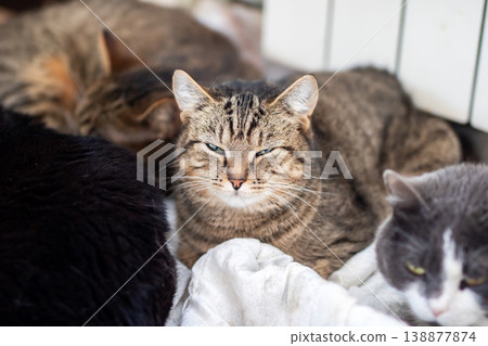 Cats with careful expressions unite in welcoming shelter showing strength and hope Cats with careful expressions unite in welcoming shelter showing strength and hope 138877874