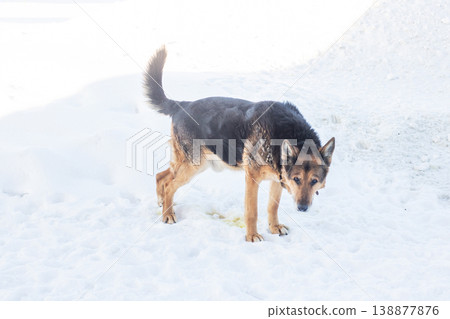 Lone German shepherd remains determined to find refuge beyond confines of its enclosure 138877876