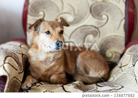 Tranquil tan dog is comfortably lying across elegant antique chair bathed in soft light Tranquil tan dog is comfortably lying across elegant antique chair bathed in soft light 138877882