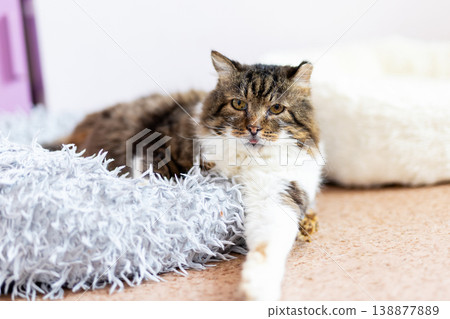 Serene indoor setting showing tabby cat basking in gentle sunlight on cushioned surface Serene indoor setting showing tabby cat basking in gentle sunlight on cushioned surface 138877889