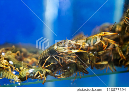 Collection of live crayfish pressed against glass in waterfilled tank under market lighting Collection of live crayfish pressed against glass in waterfilled tank under market lighting 138877894