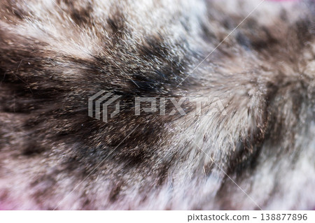 Furry shimmering texture. Cozy textured fur displaying delicate glitter and gradient shades Furry shimmering texture. Cozy textured fur displaying delicate glitter and gradient shades 138877896