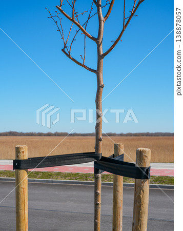 Young tree secured with wooden stakes beside road and cycle path in rural open landscape Young tree secured with wooden stakes beside road and cycle path in rural open landscape 138878057