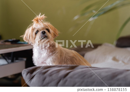 A small dog with a ponytail is sitting on a couch A small dog with a ponytail is sitting on a couch 138878155