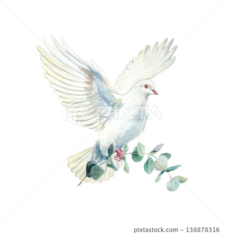 Flying white dove with a green eucalyptus branch. Purity and faith. Hand drawn watercolor illustration, isolated. For designing cards and invitations for first communions, baptisms and weddings. Flying white dove with a green eucalyptus branch. Purity and faith. Hand drawn watercolor illustration, isolated. For designing cards and invitations for first communions, baptisms and weddings. 138878316