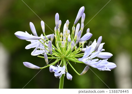 Light purple Agapanthus Light purple Agapanthus 138878445