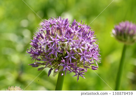 Purple flowers blooming in a summer garden Purple flowers blooming in a summer garden 138878459