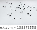 Cluster flies (Musca domestica): grass flies or attic flies on a windowsill, insecticide treatment 138878558