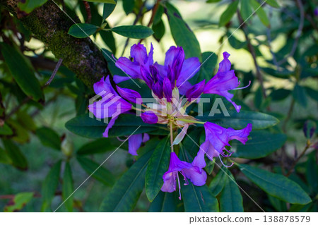 Vibrant Purple Rhododendron Flowers in Bloom Vibrant Purple Rhododendron Flowers in Bloom 138878579