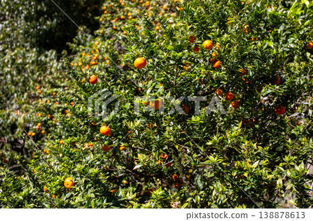 Orange Tree with Ripe Fruits in an Orchard Orange Tree with Ripe Fruits in an Orchard 138878613