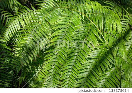 Lush Green Fern Leaves in a Natural Setting 138878614