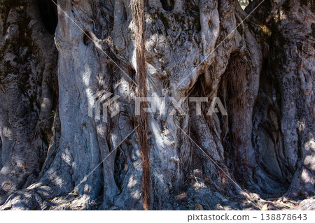 large tree roots trunk natural pattern forest detail large tree roots trunk natural pattern forest detail 138878643