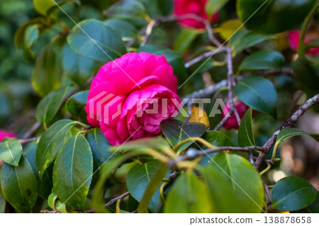 Romantic pink camellia flowers in lush garden Romantic pink camellia flowers in lush garden 138878658