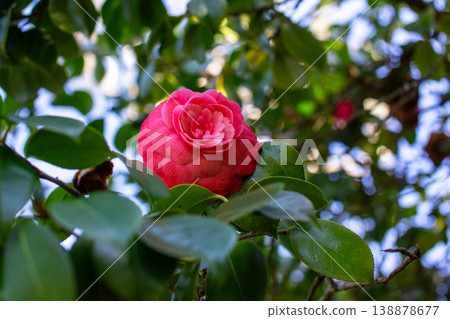 Bright pink camellia blossom in natural spring garden Bright pink camellia blossom in natural spring garden 138878677