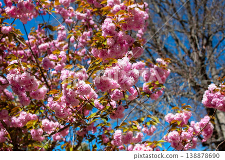 Vibrant Pink Cherry Blossoms Against a Blue Sky Vibrant Pink Cherry Blossoms Against a Blue Sky 138878690