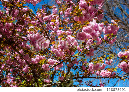 cherry blossoms, pastel pink flowers, spring sky, sunlight cherry blossoms, pastel pink flowers, spring sky, sunlight 138878691