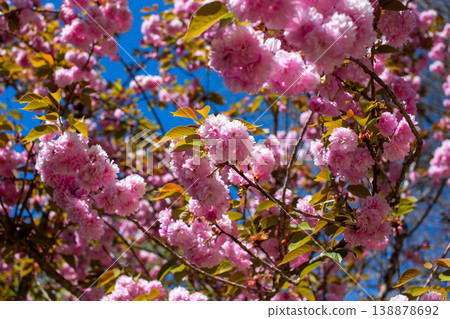 sakura petals, blue sky background, delicate bloom, nature sakura petals, blue sky background, delicate bloom, nature 138878692