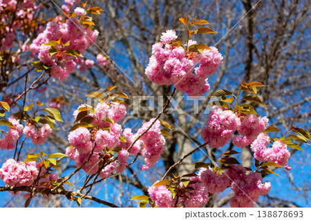 blossom branch, bright sky, floral scene, fresh spring blossom branch, bright sky, floral scene, fresh spring 138878693