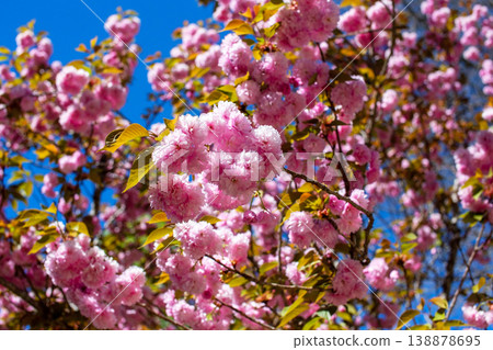 vibrant sakura, blue sky, natural background, blooming tree 138878695