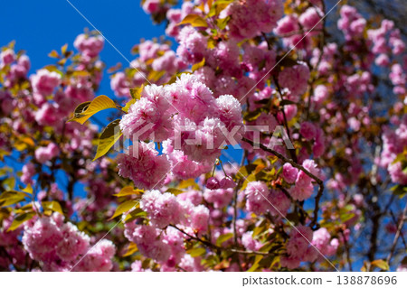 spring blossoms, floral beauty, soft petals, sunny day spring blossoms, floral beauty, soft petals, sunny day 138878696