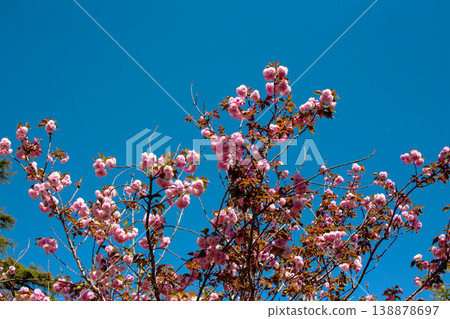 cherry blossom tree, bright pink flowers, blue background 138878697
