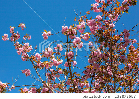 sakura bloom, clear sky, delicate petals, spring season sakura bloom, clear sky, delicate petals, spring season 138878698