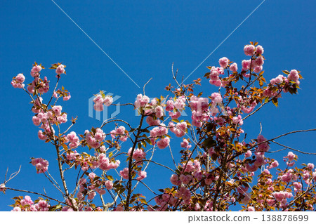 pink cherry blossoms, blue sky, spring flowers, vibrant nature 138878699