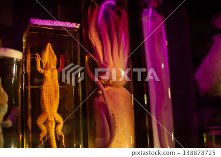 Preserved Lizard and Squid Specimens in Jars with Purple Light Preserved Lizard and Squid Specimens in Jars with Purple Light 138878725