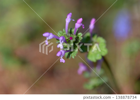 Lamium amplexicaule Lamium amplexicaule 138878734