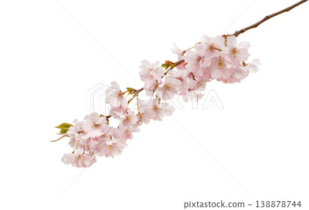 Cherry blossom branch isolated on clean background, pink sakura flowers with copy space Cherry blossom branch isolated on clean background, pink sakura flowers with copy space 138878744