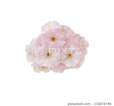 Pink cherry blossom cluster isolated on clean background, delicate sakura flowers close up 138878746
