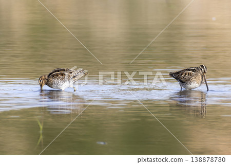 Waterside snipe Waterside snipe 138878780