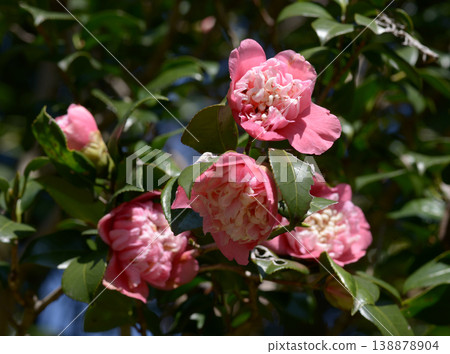 Koshimino Nishiki Camellia Koshimino Nishiki Camellia 138878904