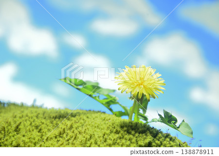 苔蘚上的蒲公英花 苔蘚上的蒲公英花 138878911