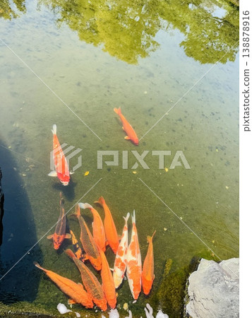 Carp floating on the surface of the pond 138878916