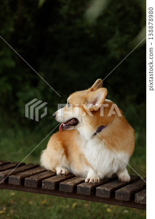 Tranquil Scene Capturing Calm Corgi Resting On Wooden Seat Amidst Natural Surroundings Tranquil Scene Capturing Calm Corgi Resting On Wooden Seat Amidst Natural Surroundings 138878980