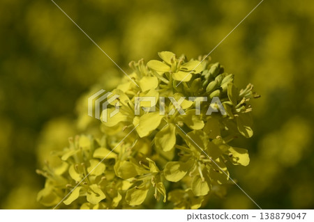 Nanohana spring scenery Nanohana spring scenery 138879047