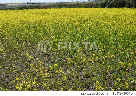 Nanohana spring scenery Nanohana spring scenery 138879049