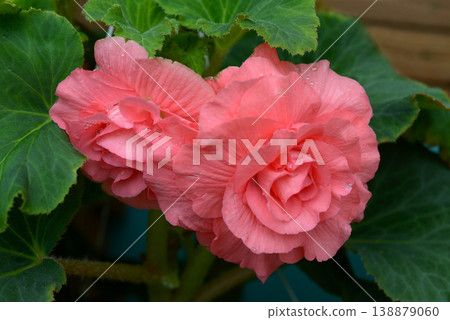Begonia 138879060