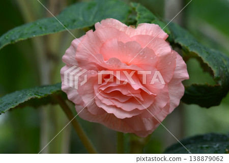 Begonia Begonia 138879062