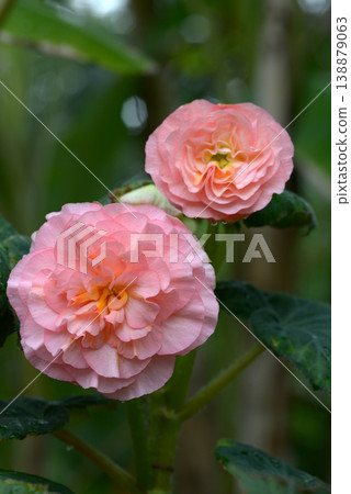 Begonia 138879063