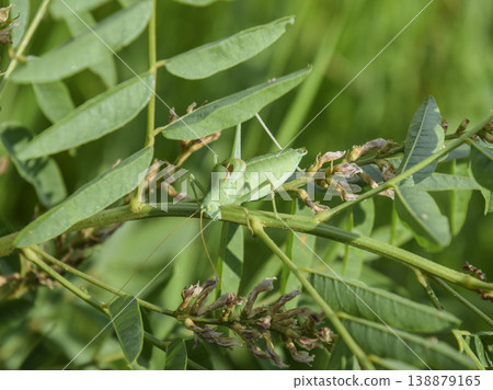 The isofya on the stalk of licorice is bare. Grasshopper isofia 138879165